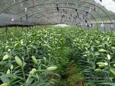 楚雄百合种植基地供应量8万株图4