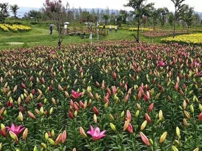楚雄百合种植基地供应量8万株图3