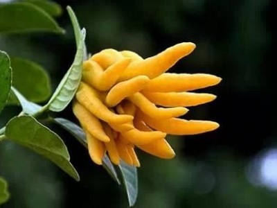 楚雄佛手种植基地供应量8吨图3