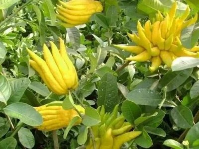 楚雄佛手种植基地供应量8吨图2