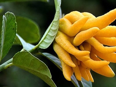 楚雄佛手种植基地供应量8吨图4
