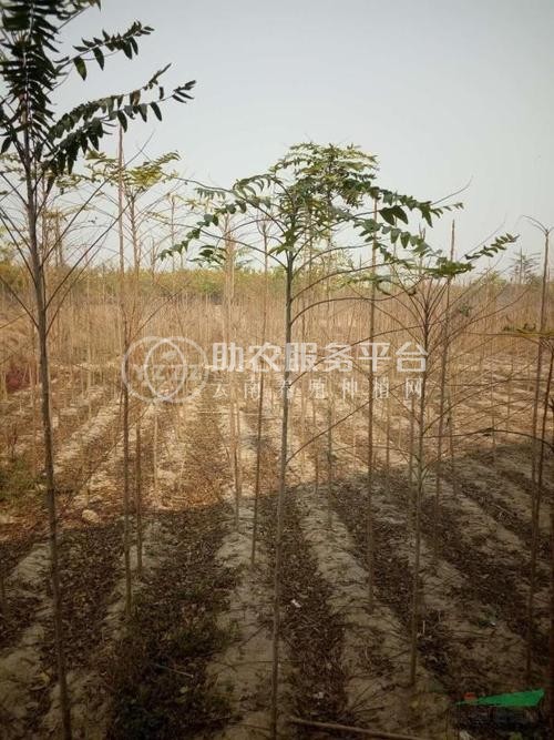 大理红椿树种植基地供应2万株图1