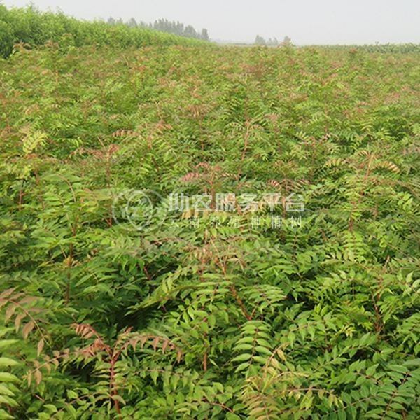 大理红椿树种植基地供应2万株图2