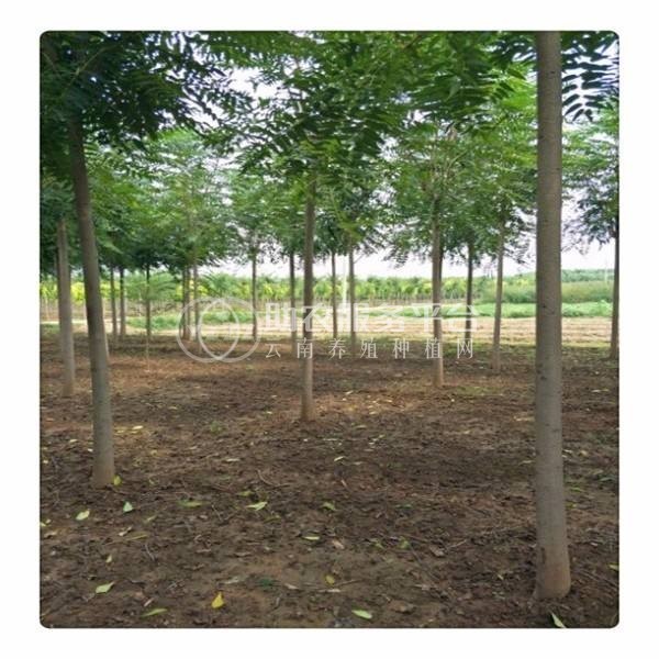 大理红椿树种植基地供应2万株图3