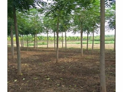 大理红椿树种植基地供应2万株图3