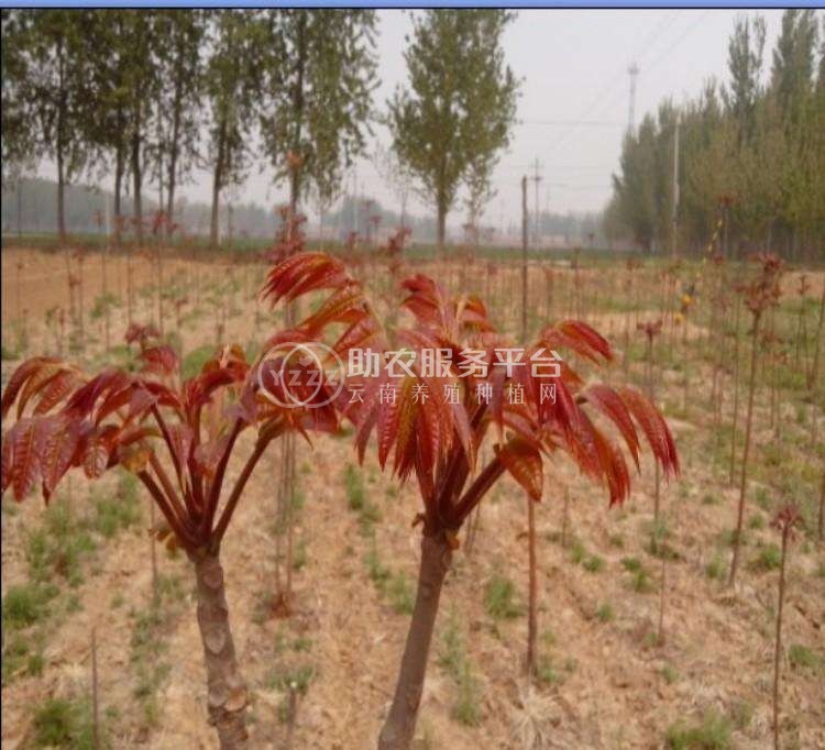 大理红椿树种植基地供应2万株图4