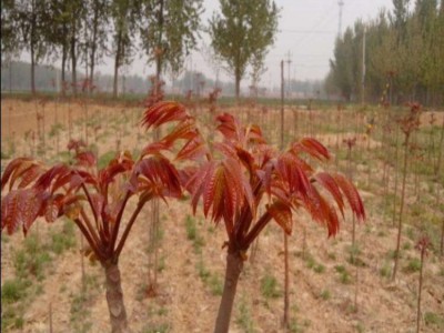大理红椿树种植基地供应2万株图4