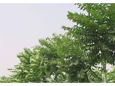大理红椿树种植基地供应2万株图5