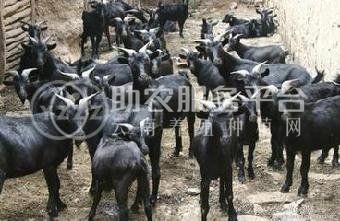 丽江桃园牧歌种黑山羊养殖基地 供应量2600头图1