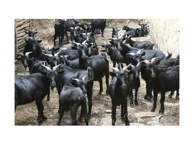 丽江桃园牧歌种黑山羊养殖基地 供应量2600头