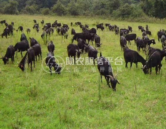 丽江桃园牧歌种黑山羊养殖基地 供应量2600头图3