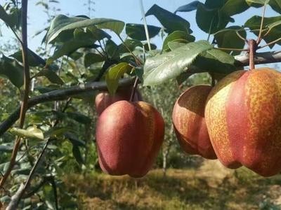 楚雄红李种植基地供应量7吨