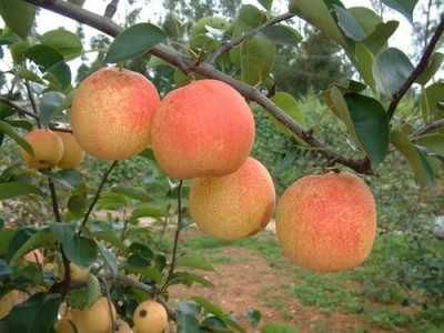 楚雄红李种植基地供应量7吨图2