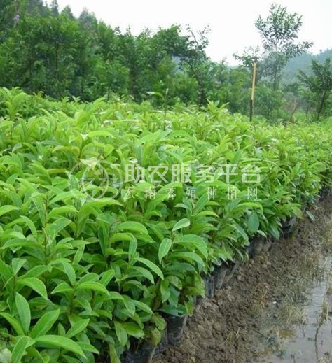 大理相思树种植基地供应6000株图1