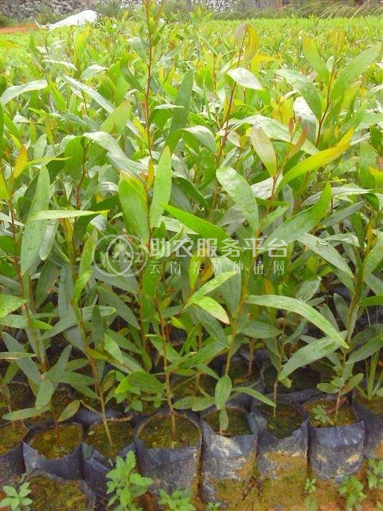 大理相思树种植基地供应6000株图2