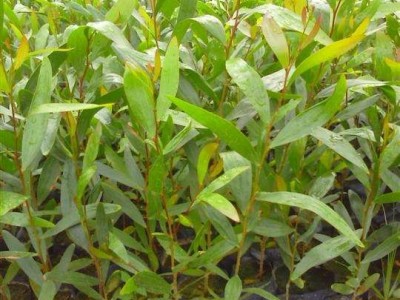大理相思树种植基地供应6000株图2