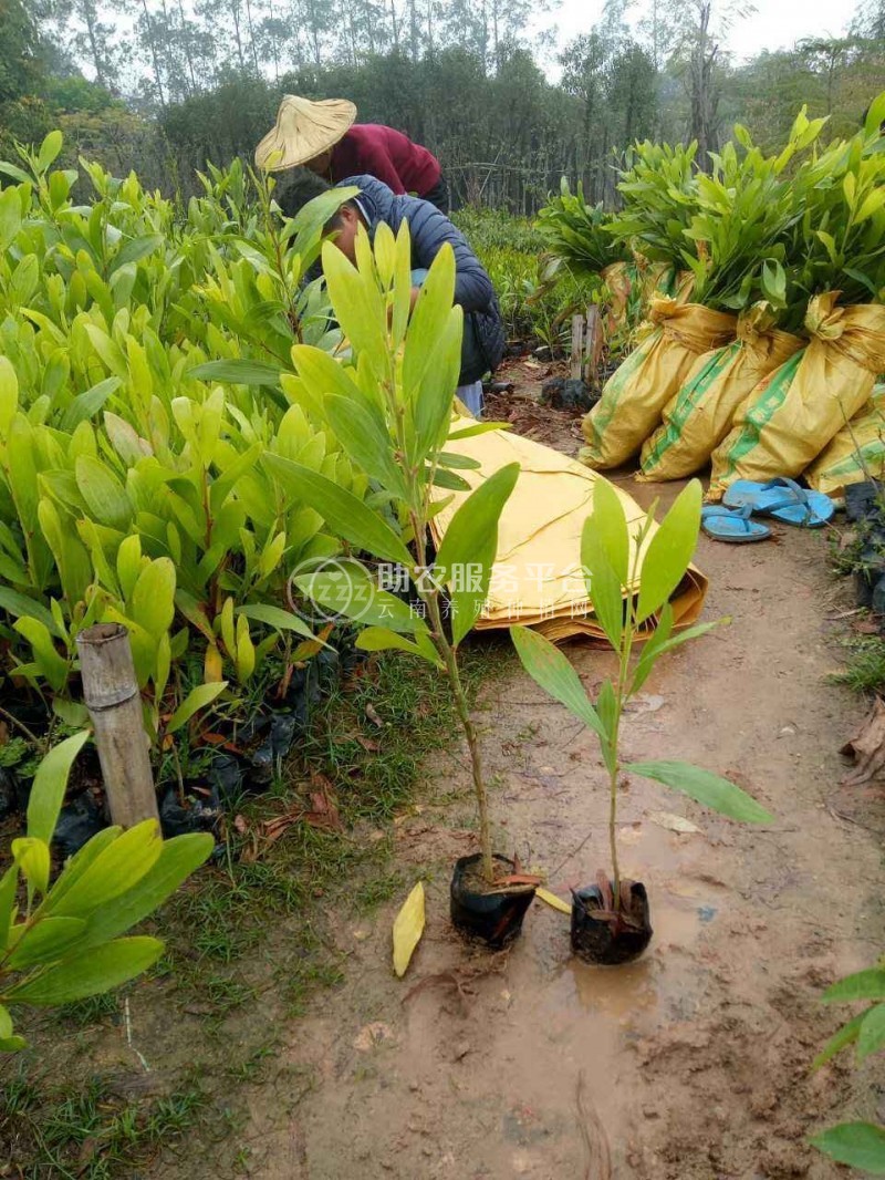 大理相思树种植基地供应6000株图3