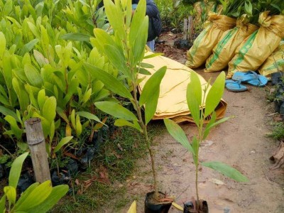 大理相思树种植基地供应6000株图3