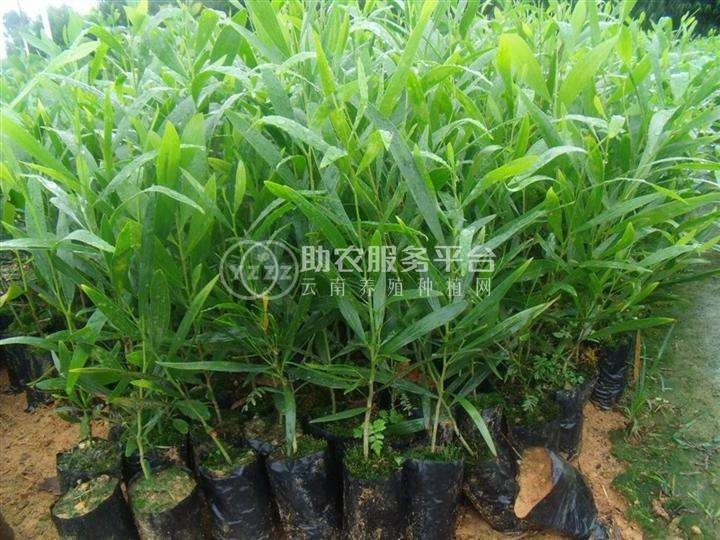 大理相思树种植基地供应6000株图4