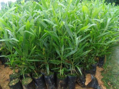 大理相思树种植基地供应6000株图4