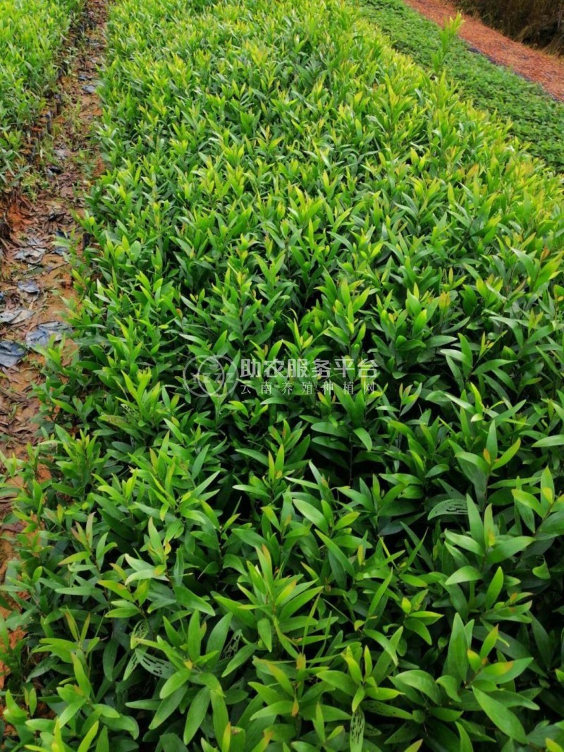大理相思树种植基地供应6000株图5