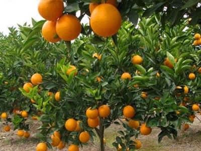 丽江松鹏橘子种植基地供应量5吨图8