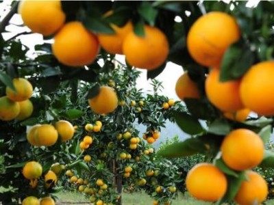 丽江松鹏橘子种植基地供应量5吨