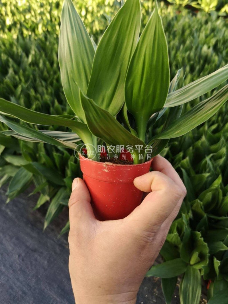 大理观音竹种植基地供应5000株图1