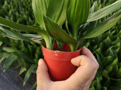 大理观音竹种植基地供应5000株
