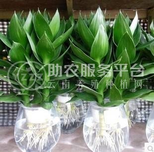 大理观音竹种植基地供应5000株图2