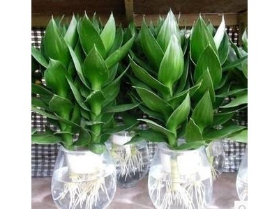 大理观音竹种植基地供应5000株图2