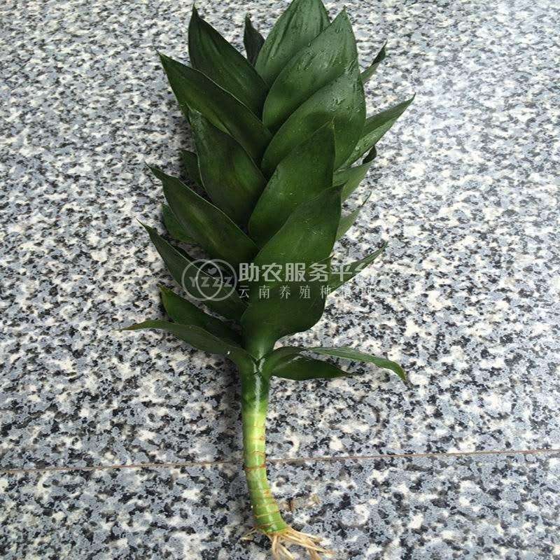 大理观音竹种植基地供应5000株图3