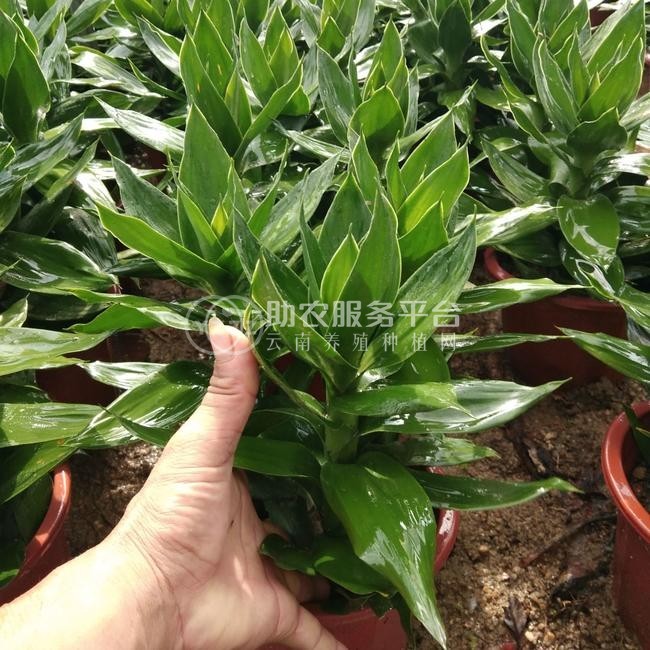 大理观音竹种植基地供应5000株图4