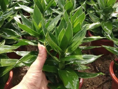 大理观音竹种植基地供应5000株图4