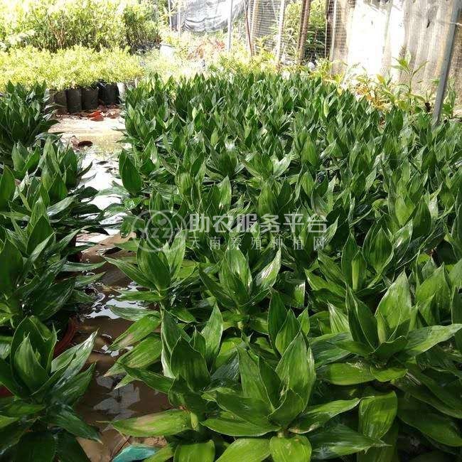 大理观音竹种植基地供应5000株图5