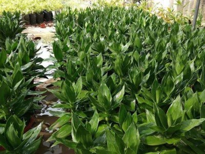 大理观音竹种植基地供应5000株图5