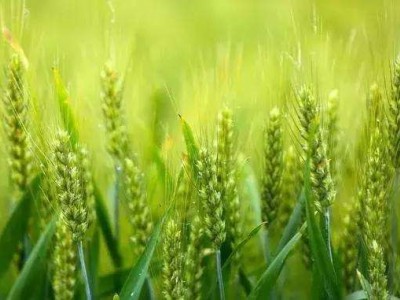 丽江万翔小麦种植基地供应量6吨图2