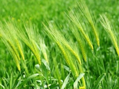 丽江万翔小麦种植基地供应量6吨