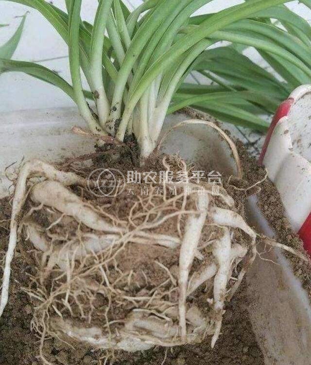 大理吊兰种植基地供应10万株图2