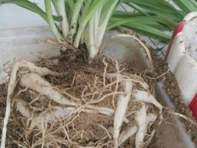 大理吊兰种植基地供应10万株图2