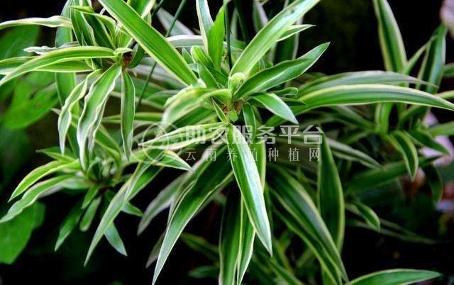 大理吊兰种植基地供应10万株图3