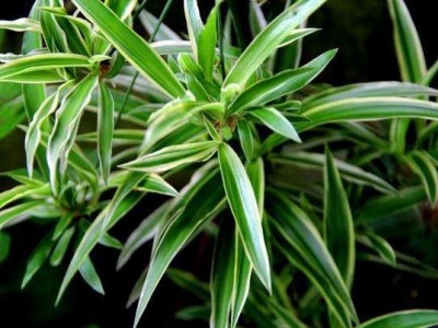 大理吊兰种植基地供应10万株图3