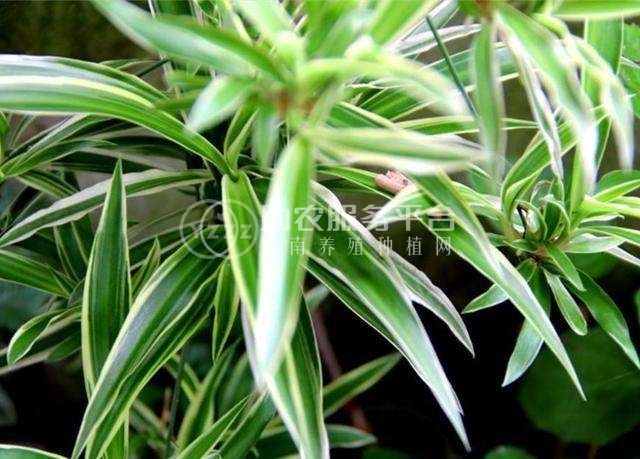 大理吊兰种植基地供应10万株图4