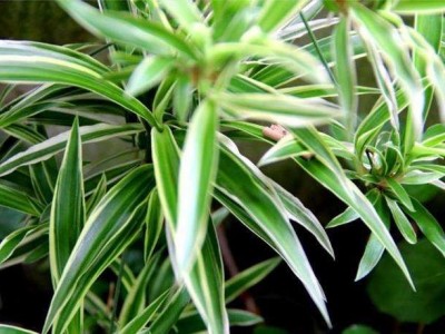 大理吊兰种植基地供应10万株图4