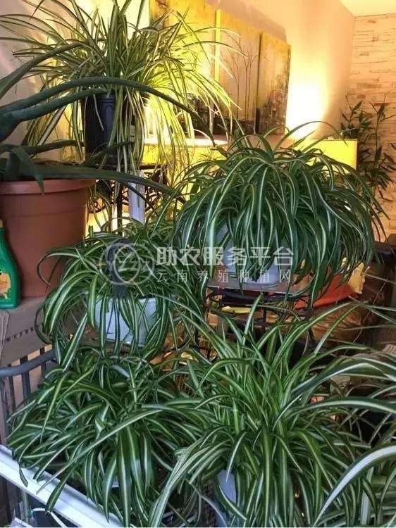 大理吊兰种植基地供应10万株图5