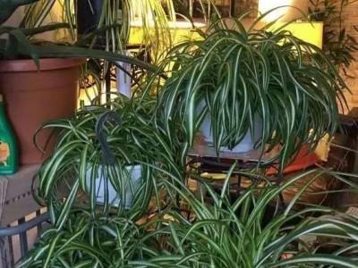 大理吊兰种植基地供应10万株图5
