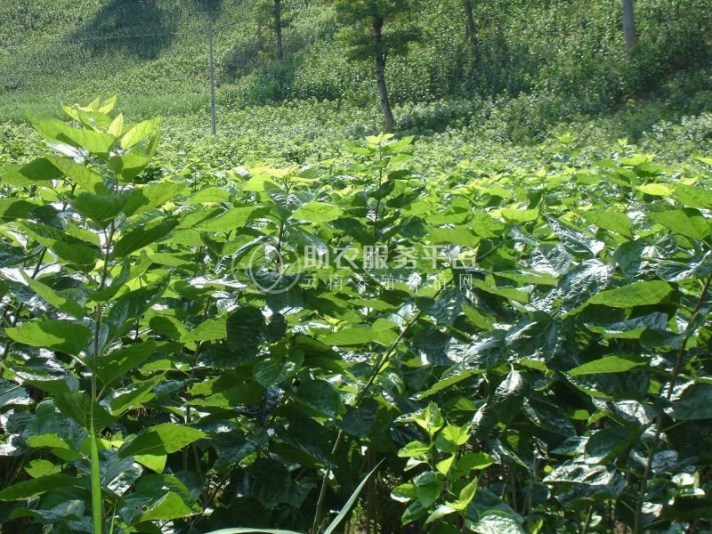 大理桑树种植基地供应3万株图1