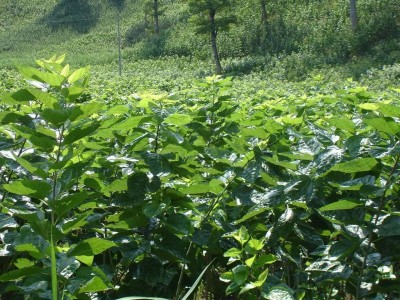 大理桑树种植基地供应3万株