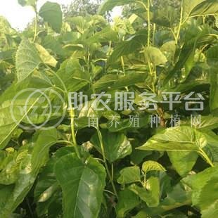 大理桑树种植基地供应3万株图2