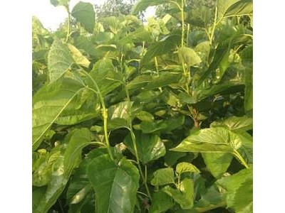 大理桑树种植基地供应3万株图2